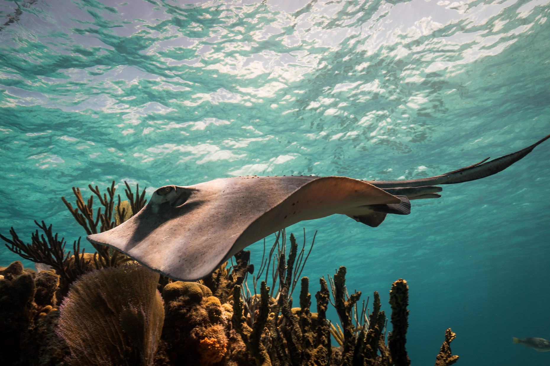 150225_PS016_Grand_Cayman_JDuarte_1160772